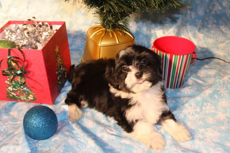havanese-puppies